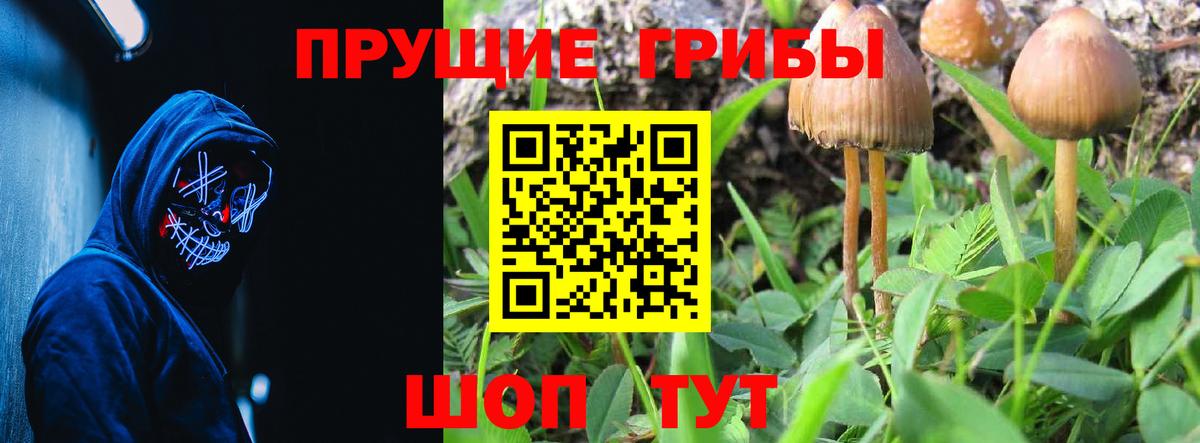 Галлюциногенные грибы Psilocybe Кубинка